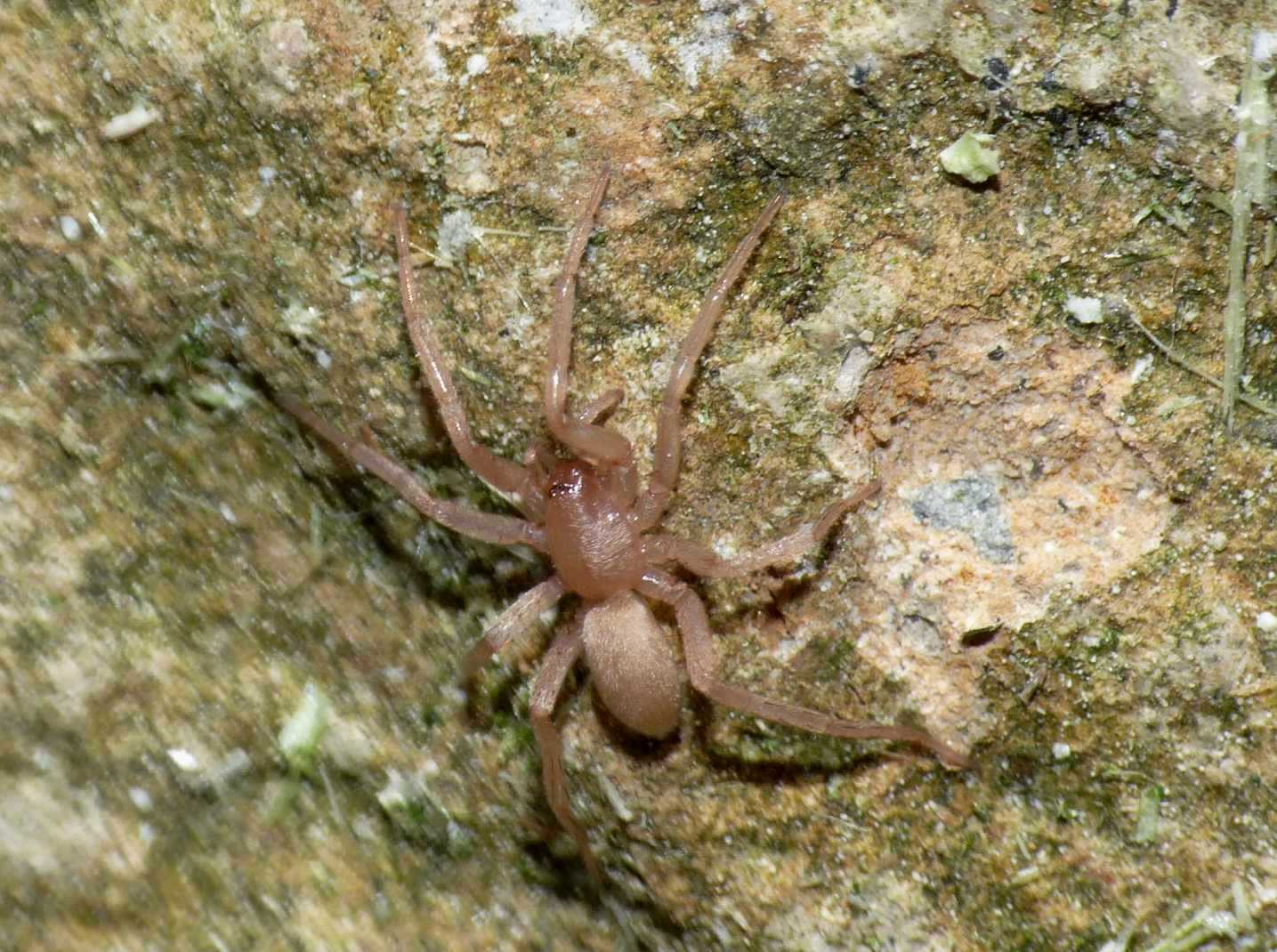 Mesiotelus sp.